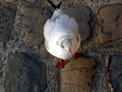 Mouette sur l'île St-Louis
